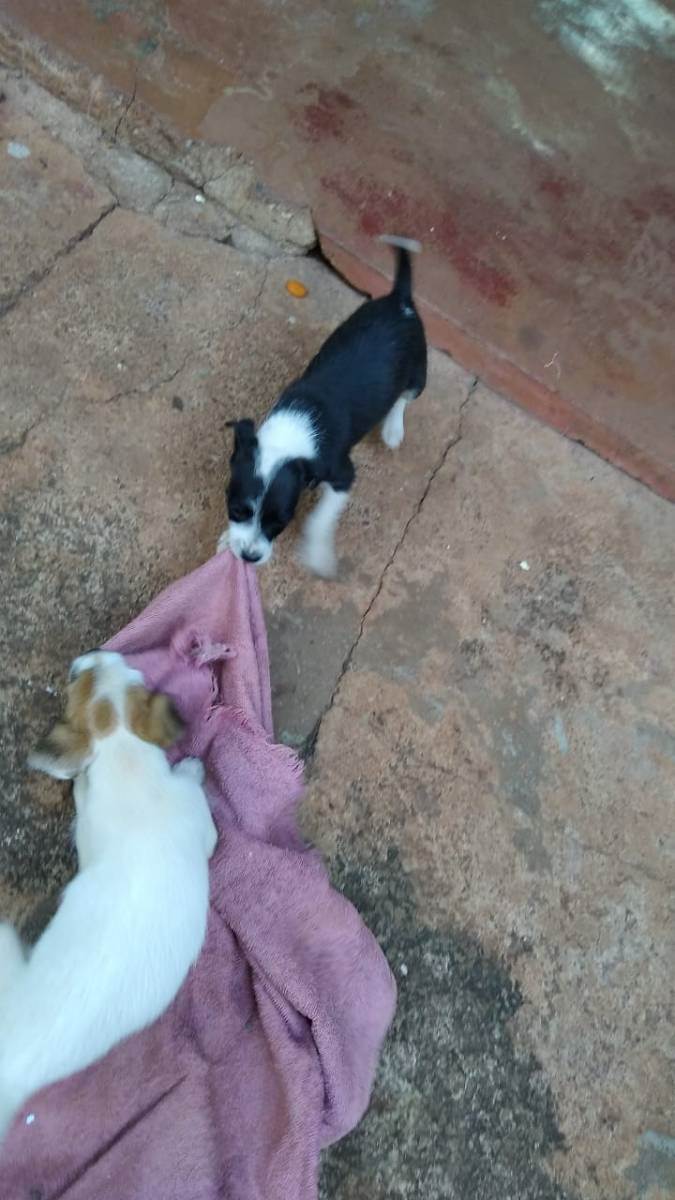 Adoção de Cachorro Campo Grande/MS | Cachorrinhos | Filhote | Raça  | tamanho Pequeno | foto 6