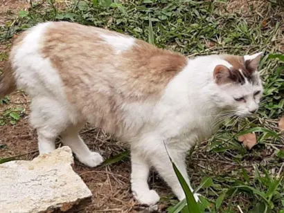 Gato Angorá misturado Grande 6-anos-Acima