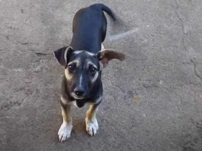 Cao Mestiço com bassê  Pequeno 2-a-6-meses