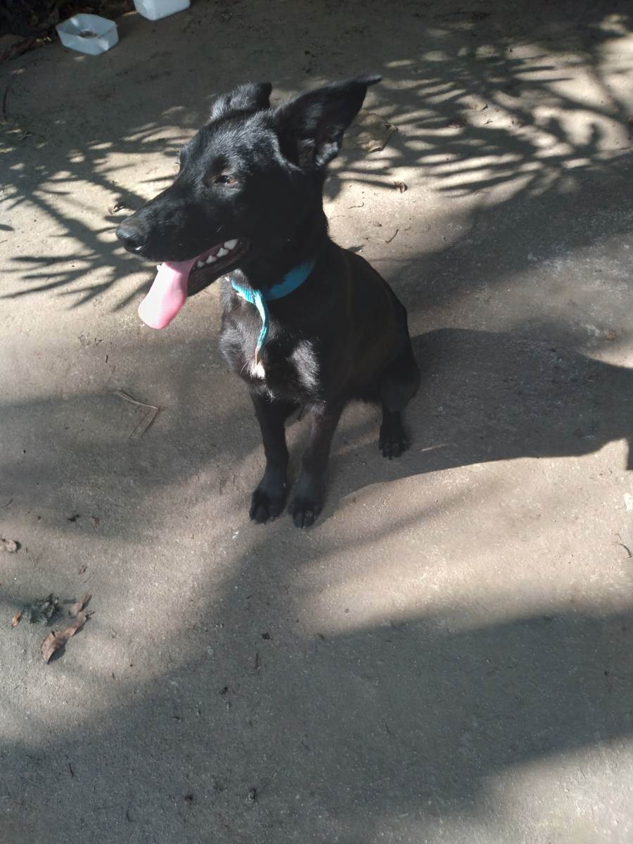 Adoção de Cachorro São Paulo/SP | Não identificado  | 7 a 11 meses | Raça SRD | tamanho Médio | foto 5