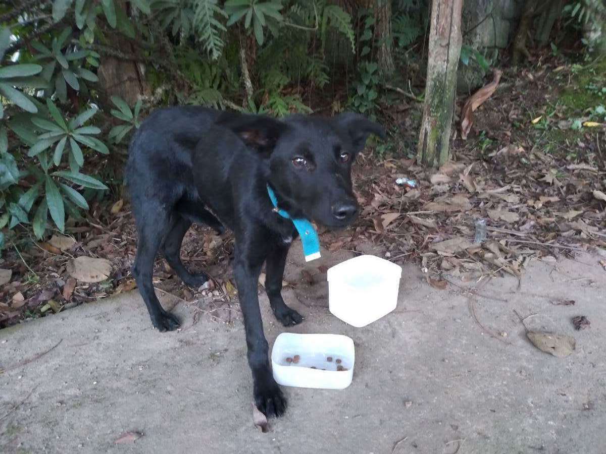 Adoção de Cachorro São Paulo/SP | Não identificado  | 7 a 11 meses | Raça SRD | tamanho Médio | foto 6