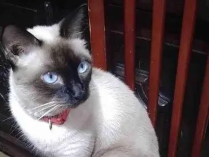 Gato Siamês  Medio 4-anos