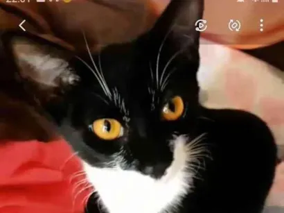 Gato Indefinida  Pequeno 2-a-6-meses