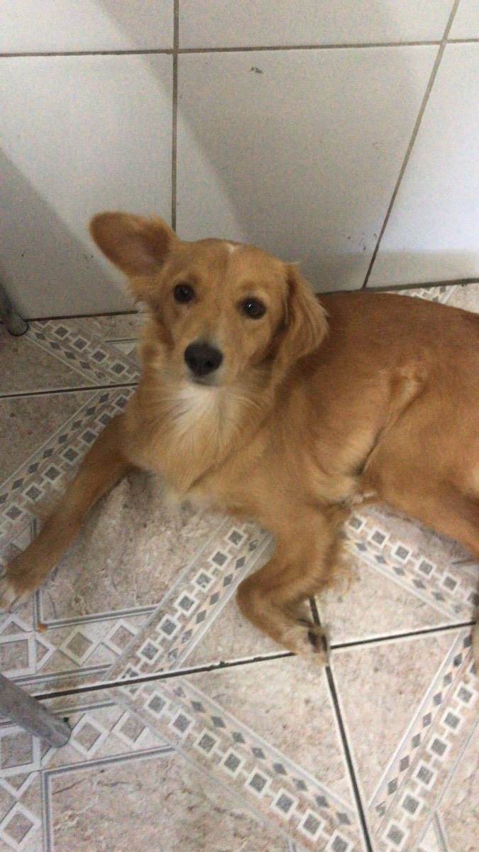 Procura-se esse Cachorro São Paulo/SP | Pandora | 7 a 11 meses | Raça Sem raça definida | tamanho Médio | foto 2
