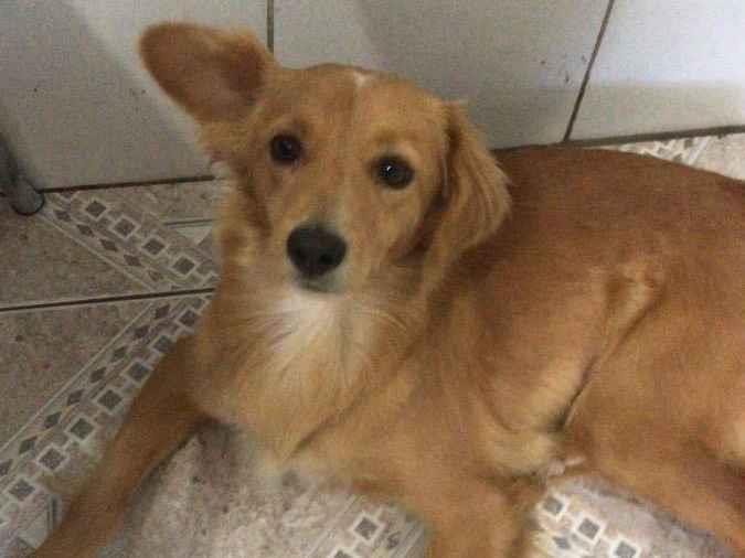 Procura-se esse Cachorro São Paulo/SP | Pandora | 7 a 11 meses | Raça Sem raça definida | tamanho Médio | foto 1