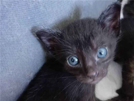 Gato sem definição Pequeno Abaixo-de-2-meses