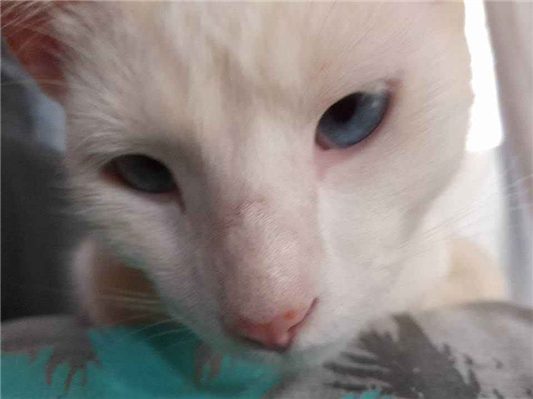 Gato gato branco Medio 2-anos