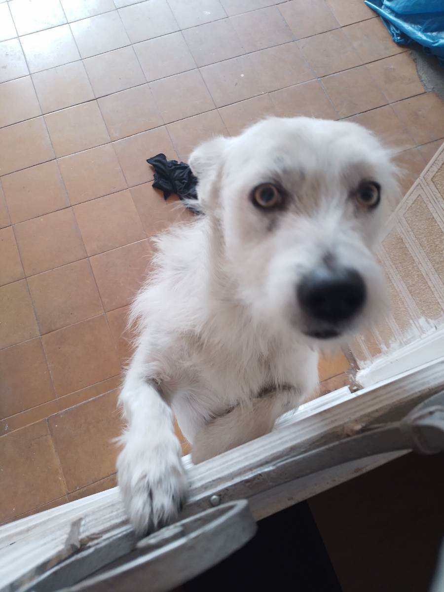 Adoção de Cachorro São Paulo/SP | Thor | 2 anos | Raça Sem raça  | tamanho Pequeno | foto 2