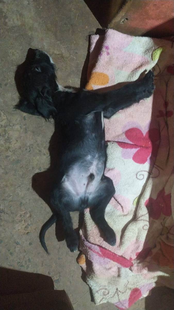 Adoção de Cachorro Campo Grande/MS | Babys  | 2 a 6 meses | Raça Cruza de labrador com poodles  | tamanho Médio | foto 4