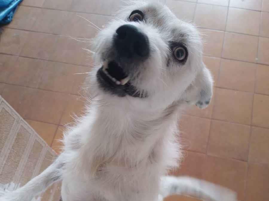 Adoção de Cachorro São Paulo/SP | Thor | 2 anos | Raça Sem raça  | tamanho Pequeno | foto 1
