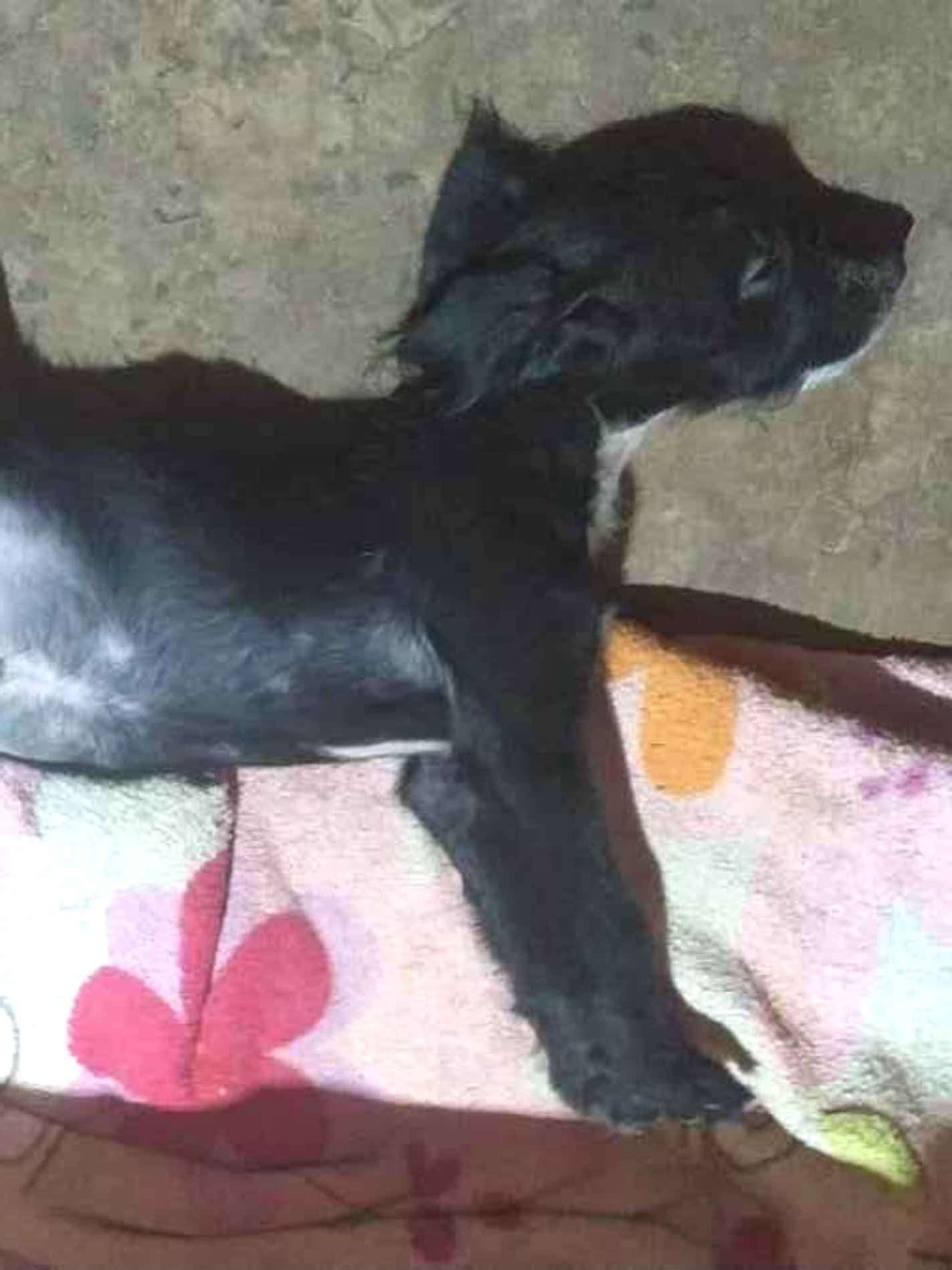 Adoção de Cachorro Campo Grande/MS | Babys  | 2 a 6 meses | Raça Cruza de labrador com poodles  | tamanho Médio | foto 5