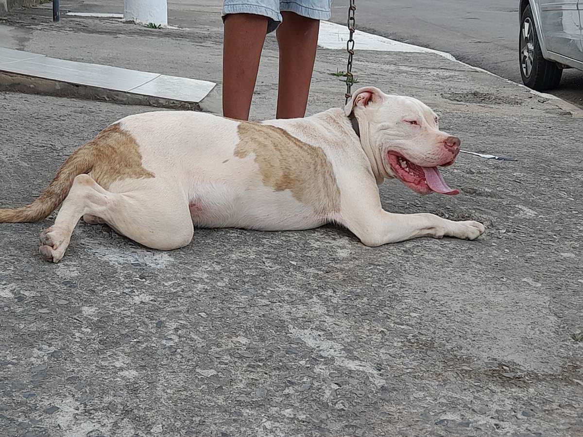Max  para adoção | foto 2