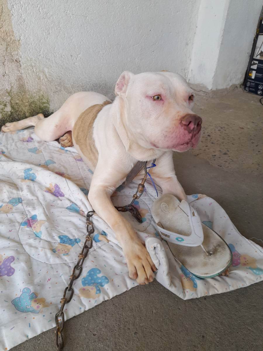 Max  para adoção | foto 3