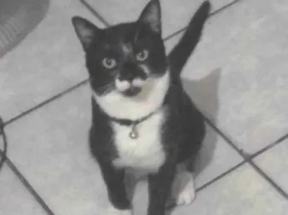 Gato Vira lata Medio 2-anos