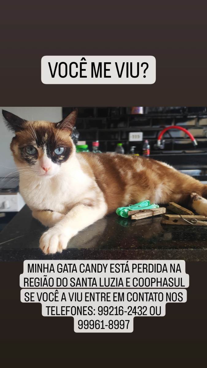 Procura-se esse Gato Campo Grande/MS | Candy | 6 anos Acima | Raça SRD | tamanho Pequeno | foto 2