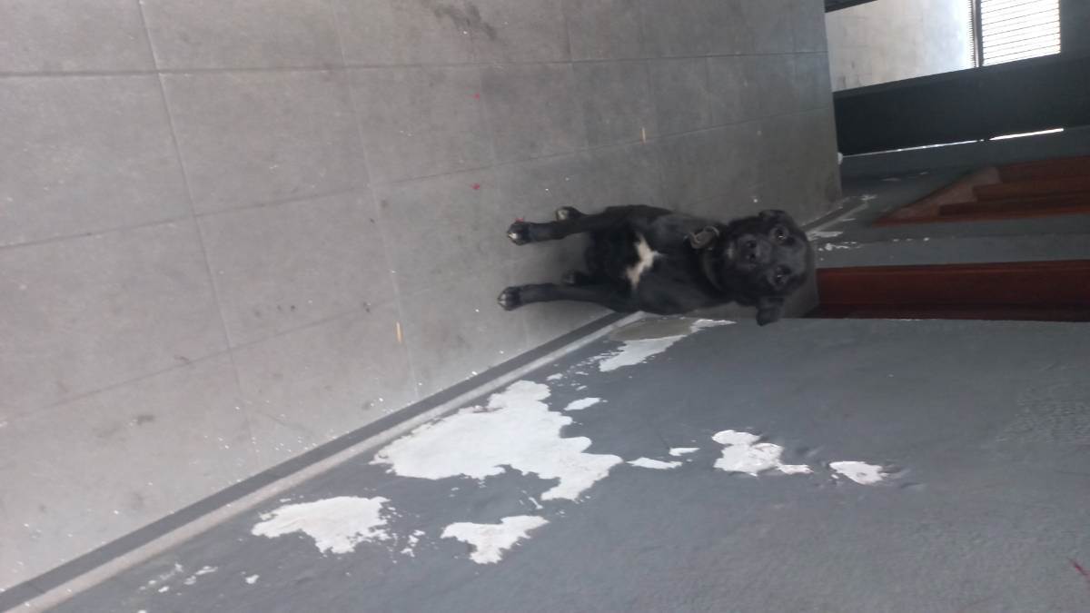 Adoção de Cachorro São Paulo/SP | Chamo ele de fiel  | 1 ano | Raça Indefinida | tamanho Médio | foto 4