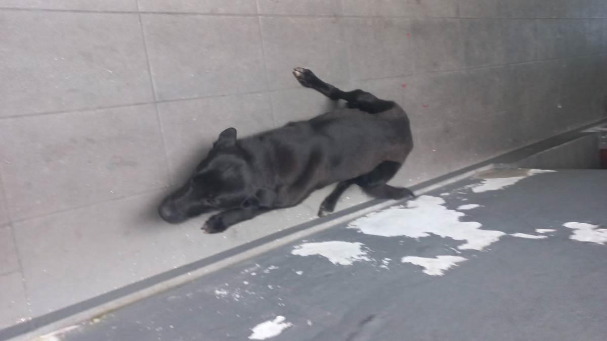 Adoção de Cachorro São Paulo/SP | Chamo ele de fiel  | 1 ano | Raça Indefinida | tamanho Médio | foto 6