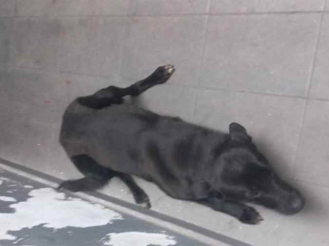 Adoção de Cachorro São Paulo/SP | Chamo ele de fiel  | 1 ano | Raça Indefinida | tamanho Médio | foto 9