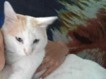 Gato  Medio 3-anos