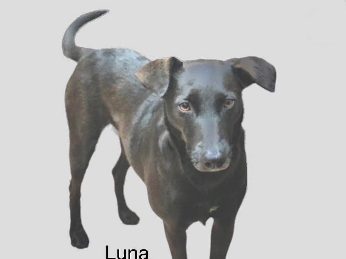 Adoção de Cachorro Santo André/SP | Lupycinio  | 1 ano | Raça Srd | tamanho Médio