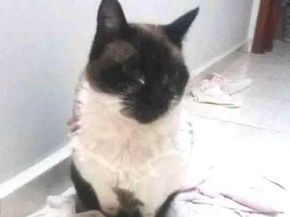 Gato mistura de siamês Pequeno 6-anos-Acima