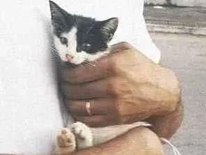 Gato Srd Pequeno 2-a-6-meses