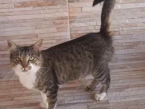 Procura-se esse Gato Franco da Rocha/SP | Chaninha  | 2 anos | Raça  | tamanho Médio