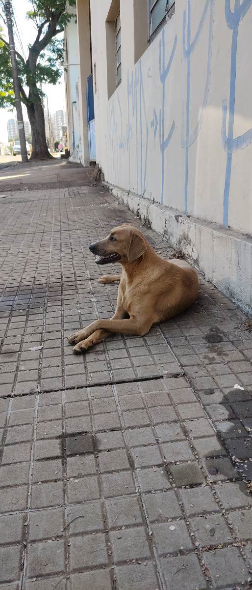 Cachorro Encontrado Campo Grande/MS | Não sei  | 2 a 6 meses | Raça Caramelo  | tamanho Médio | foto 2