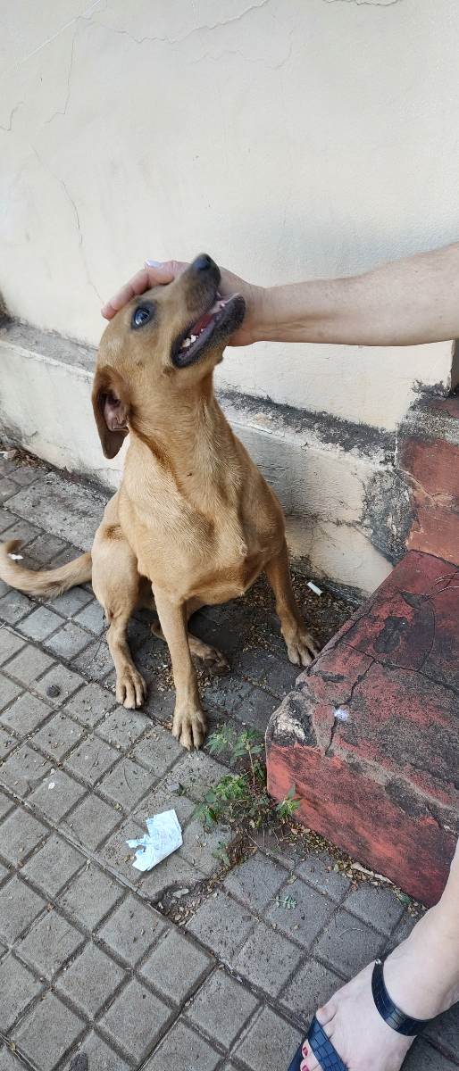 Cachorro Encontrado Campo Grande/MS | Não sei  | 2 a 6 meses | Raça Caramelo  | tamanho Médio | foto 3