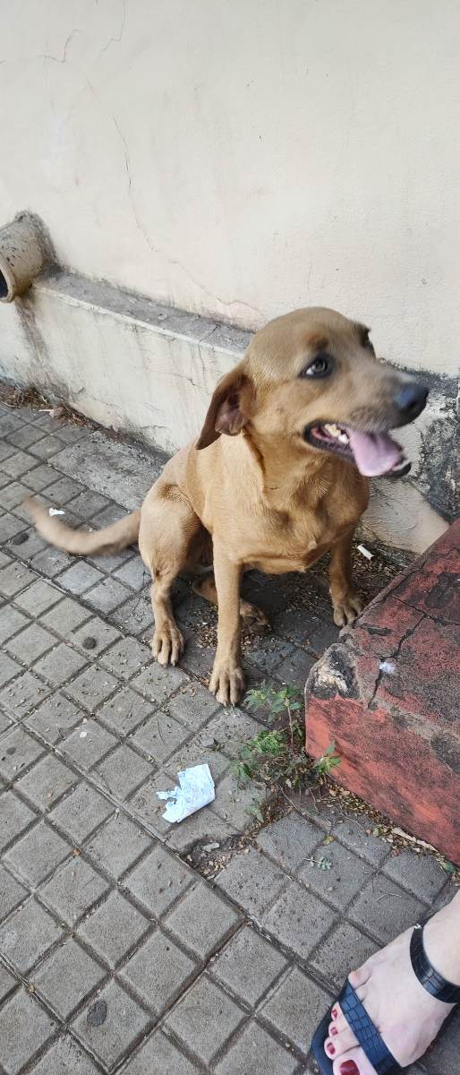 Cachorro Encontrado Campo Grande/MS | Não sei  | 2 a 6 meses | Raça Caramelo  | tamanho Médio | foto 4