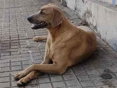 Cachorro Encontrado Campo Grande/MS | Não sei  | 2 a 6 meses | Raça Caramelo  | tamanho Médio | foto 1