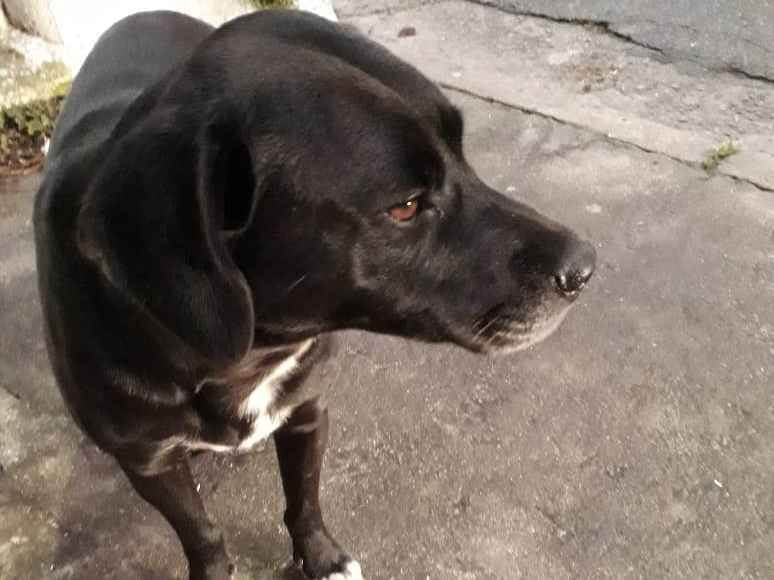 Cachorro Encontrado São Paulo/SP | Querubim - novo nome | 2 anos | Raça SRD (porte médio/largo/bonito) | tamanho Médio | foto 1