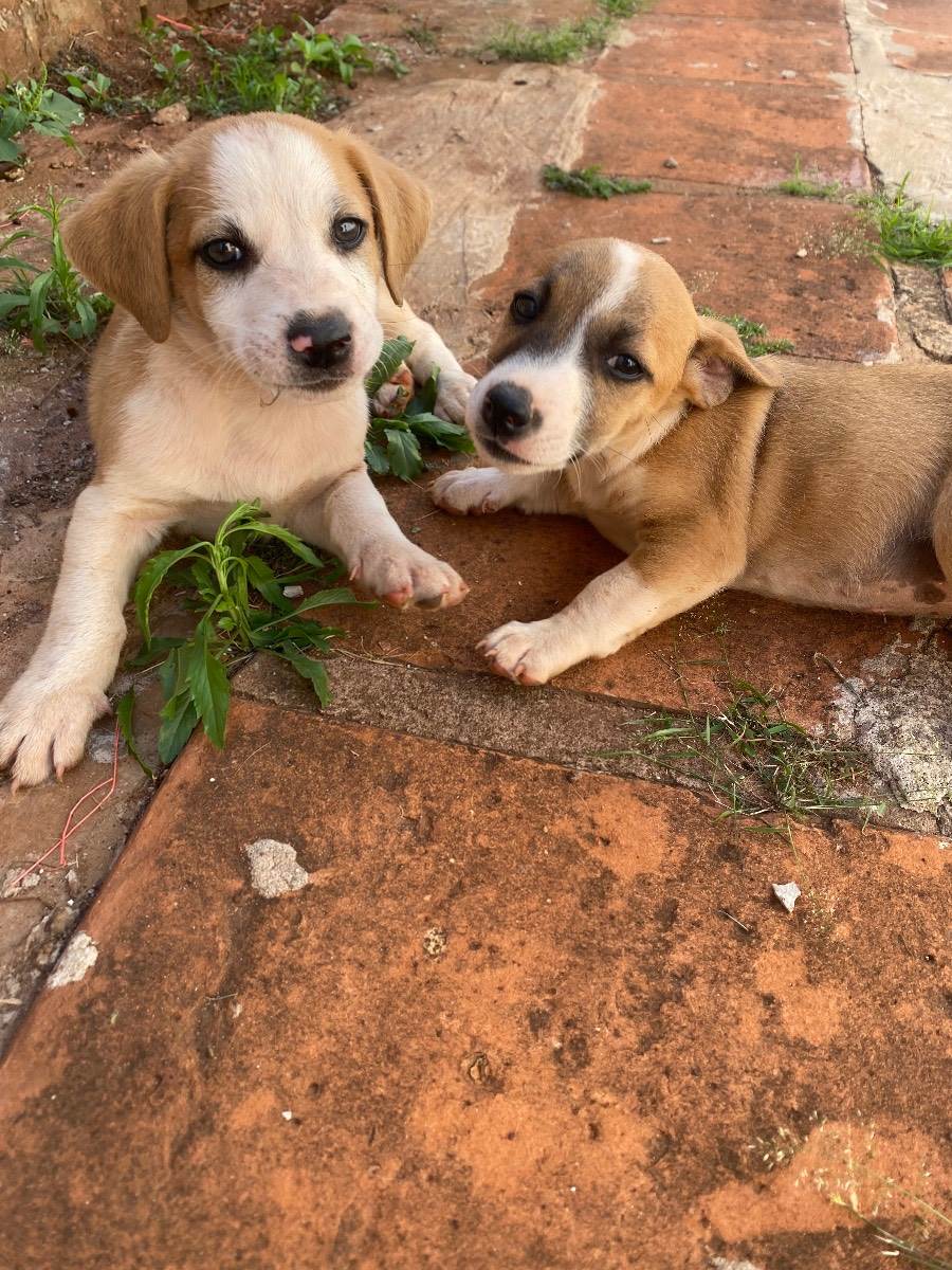 Adoção de Cachorro Campo Grande/MS | Vários dogs | Filhote | Raça Vira lata  | tamanho Médio | foto 2