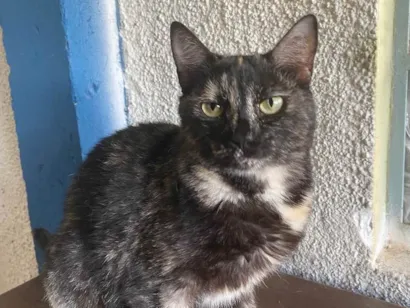 Gato Sed Pequeno 1-ano