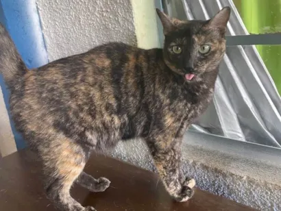 Gato Srd Pequeno 1-ano