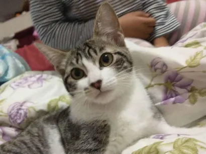 Gato Srd Pequeno 2-a-6-meses