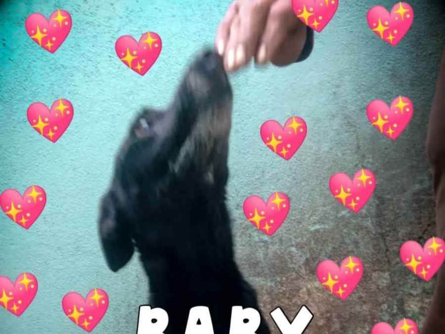Adoção de Cachorro São Paulo/SP | Bebel | 4 anos | Raça SDR | tamanho Médio