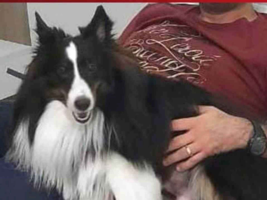 Cachorro tamanho Medio Macho 3-anos para adoção