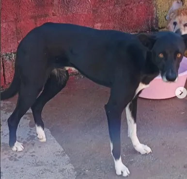 Adoção de Cachorro São Paulo/SP | Kalifa Lindão | 6 anos Acima | Raça SRD | tamanho Médio | foto 4