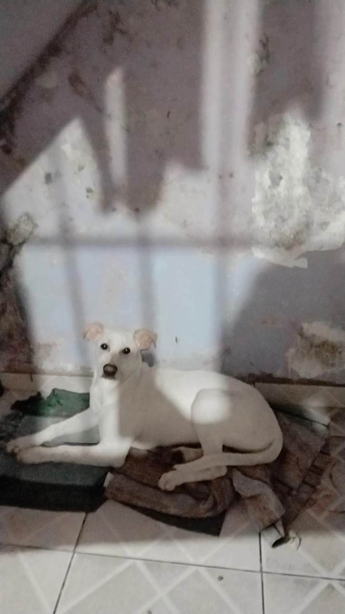 Adoção de Cachorro São Paulo/SP | Polly | 7 a 11 meses | Raça Labrador misturado  | tamanho Médio | foto 2
