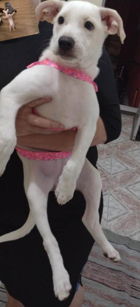 Adoção de Cachorro São Paulo/SP | Polly | 7 a 11 meses | Raça Labrador misturado  | tamanho Médio | foto 4