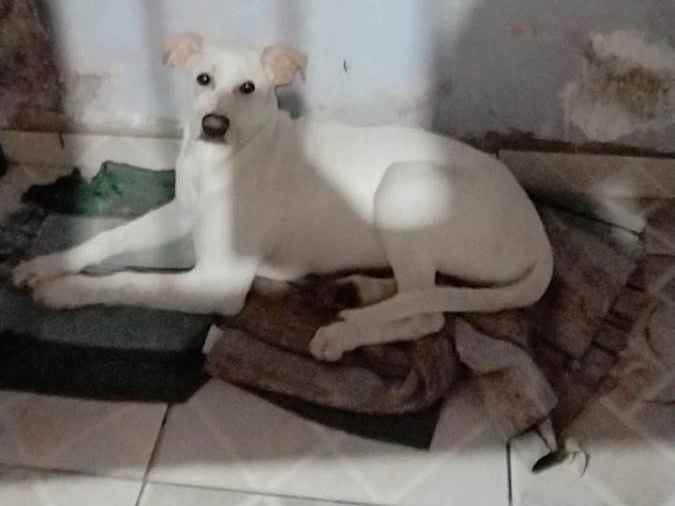 Adoção de Cachorro São Paulo/SP | Polly | 7 a 11 meses | Raça Labrador misturado  | tamanho Médio | foto 7