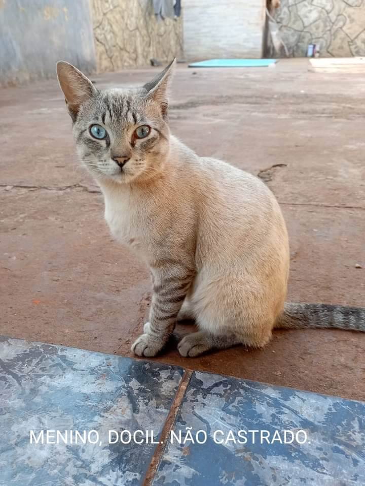 Gato Encontrado Campo Grande/MS | Gatos | 1 ano | Raça Srd | tamanho Médio | foto 2