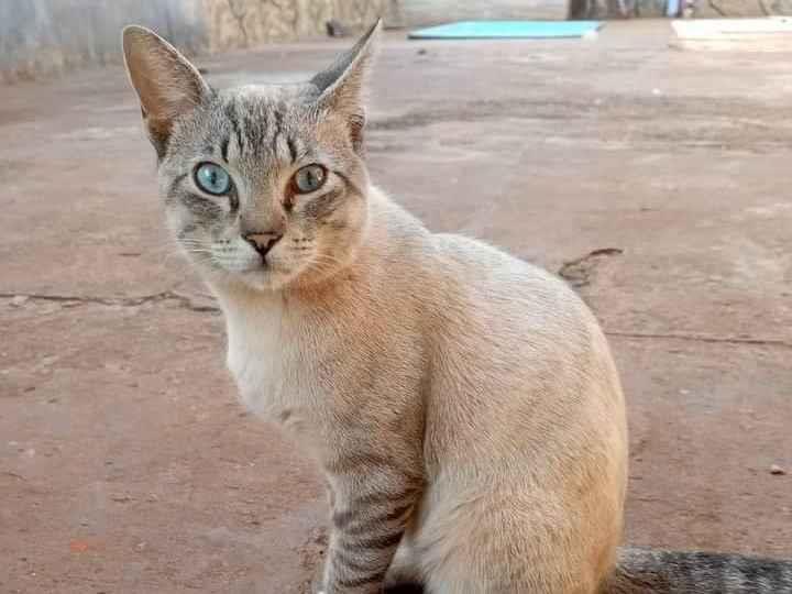 Gato Encontrado Campo Grande/MS | Gatos | 1 ano | Raça Srd | tamanho Médio | foto 1