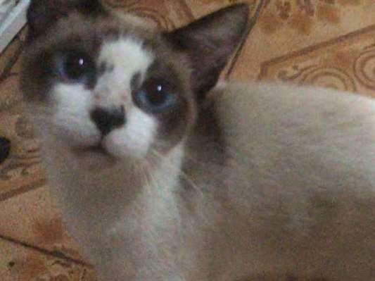 Gato Sialata Pequeno 2-a-6-meses