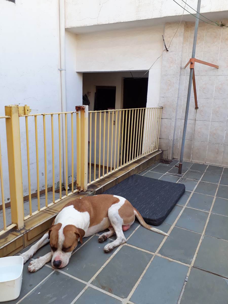Cachorro Encontrado São Paulo/SP | Sem nome |   | Raça Mistura de vira-lata e pitbull | tamanho Médio | foto 2
