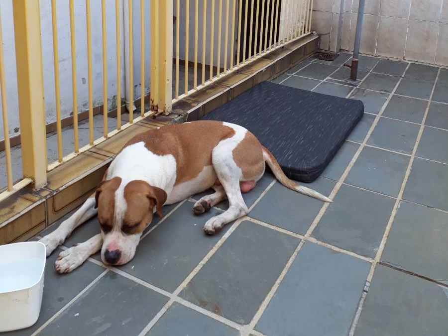 Cachorro Encontrado São Paulo/SP | Sem nome |   | Raça Mistura de vira-lata e pitbull | tamanho Médio | foto 3