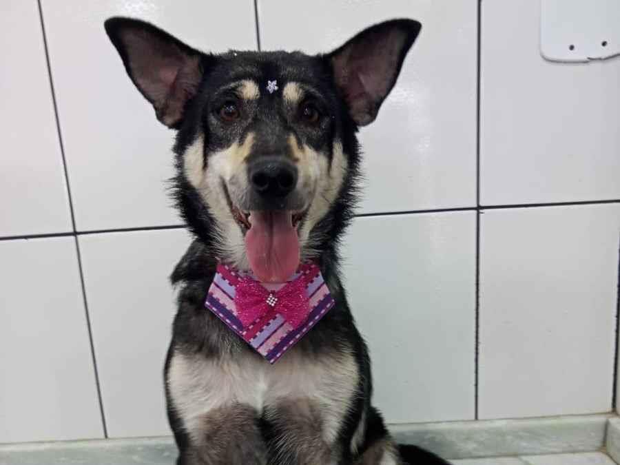Procura-se esse Cachorro São Paulo/SP | Lola | 5 anos | Raça Vira-lata | tamanho Médio | foto 1