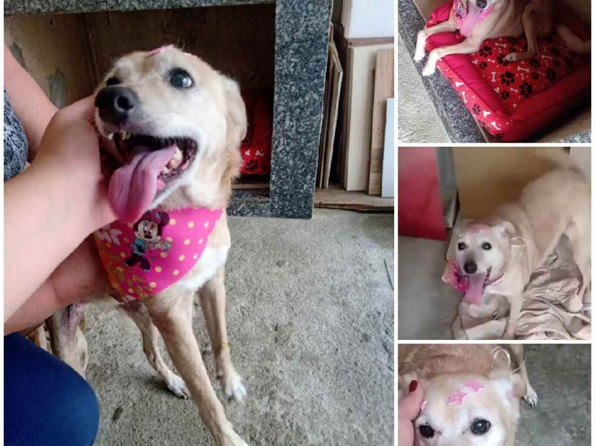 Procura-se esse Cachorro São Paulo/SP | Nika | 6 anos Acima | Raça Indefinida  | tamanho Médio | foto 1
