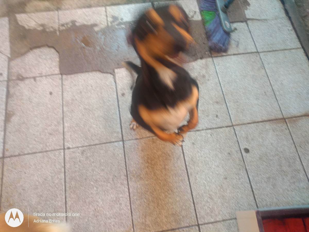 Adoção de Cachorro São Paulo/SP | lumena | 2 anos | Raça pinscher | tamanho Pequeno | foto 3